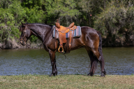 HorseID: 2307858 BEANS - PhotoID: 1091931