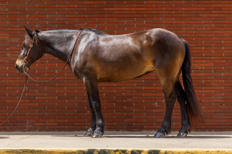 HorseID: 2307858 BEANS - PhotoID: 1091932