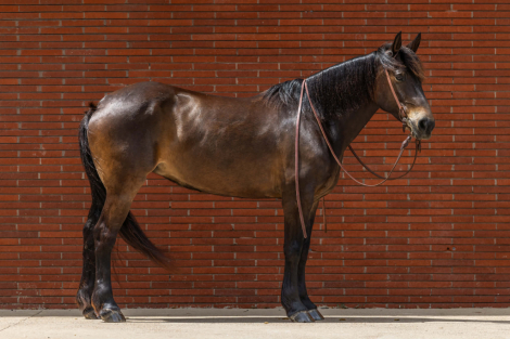 HorseID: 2307858 BEANS - PhotoID: 1091933