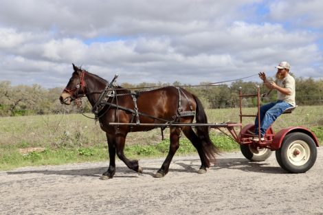 HorseID: 2307858 BEANS - PhotoID: 1091934