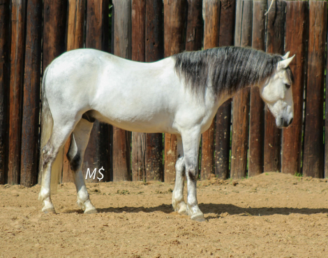 HorseID: 2307858 PATRON - PhotoID: 1091931