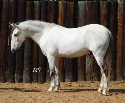 HorseID: 2307858 PATRON - PhotoID: 1091932