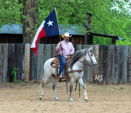 HorseID: 2307858 PATRON - PhotoID: 1091933