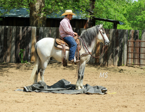 HorseID: 2307858 PATRON - PhotoID: 1091934