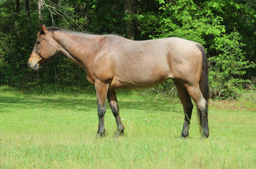 HorseID: 2307859 CHILI - PhotoID: 1091927