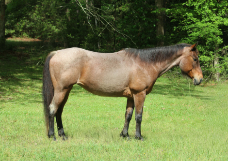 HorseID: 2307859 CHILI - PhotoID: 1091928