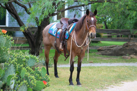 HorseID: 2307859 CHILI - PhotoID: 1091929