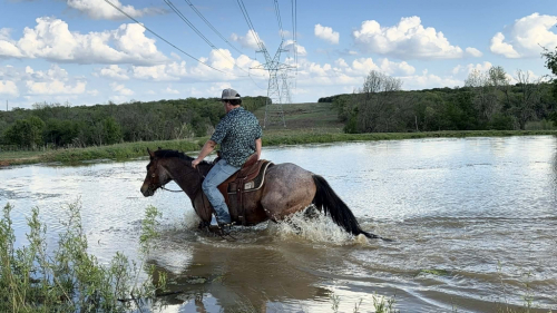 HorseID: 2307859 CHILI - PhotoID: 1091930