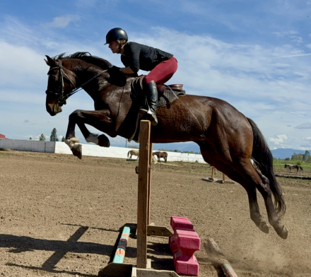 HorseID: 2307937 Explorer Giovanni - PhotoID: 1091971