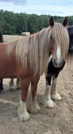 HorseID: 2307983 Samson - PhotoID: 1092030