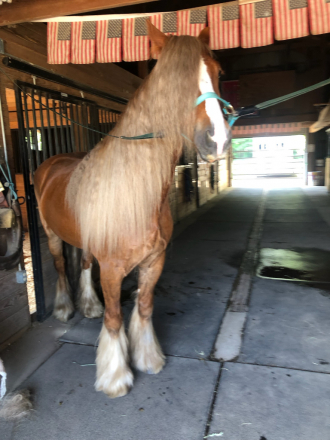 HorseID: 2307983 Samson - PhotoID: 1092031