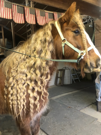 HorseID: 2307983 Samson - PhotoID: 1092032