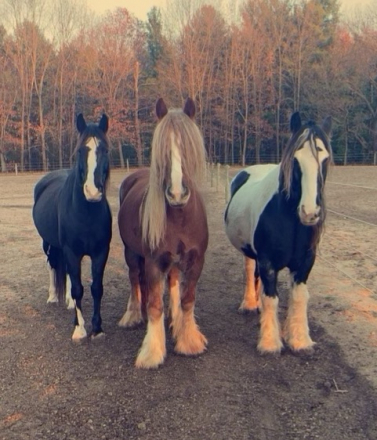 HorseID: 2307983 Samson - PhotoID: 1092033