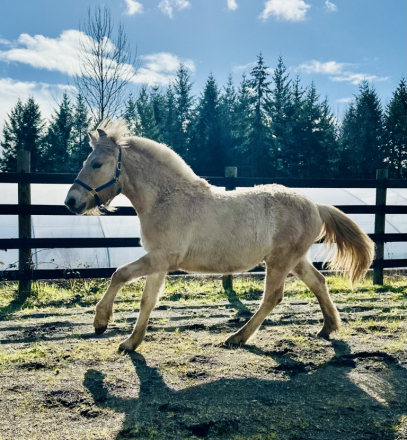 HorseID: 2308032 Frontier Fjords Njords Blezan - PhotoID: 1092671