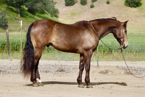 HorseID: 2308121 CLYDE - PhotoID: 1092206