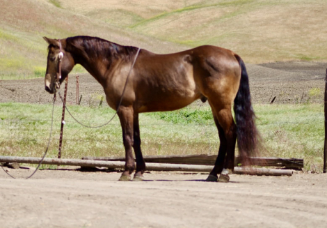 HorseID: 2308121 CLYDE - PhotoID: 1092207