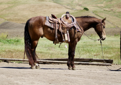 HorseID: 2308121 CLYDE - PhotoID: 1092208