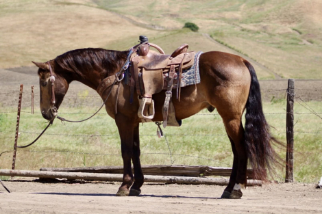 HorseID: 2308121 CLYDE - PhotoID: 1092209