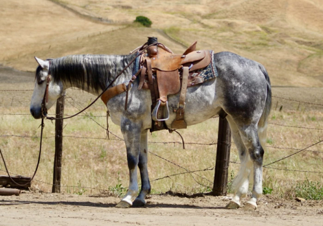 HorseID: 2308121 AQUA - PhotoID: 1092206