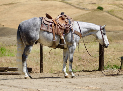HorseID: 2308121 AQUA - PhotoID: 1092207