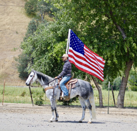 HorseID: 2308121 AQUA - PhotoID: 1092208