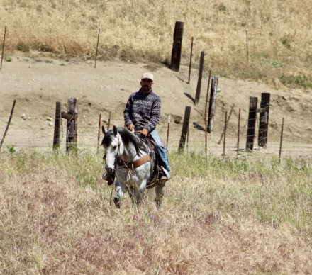 HorseID: 2308121 AQUA - PhotoID: 1096964