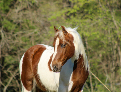HorseID: 2308122 CANDY APPLE - PhotoID: 1092215