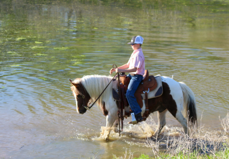 HorseID: 2308122 CANDY APPLE - PhotoID: 1092216