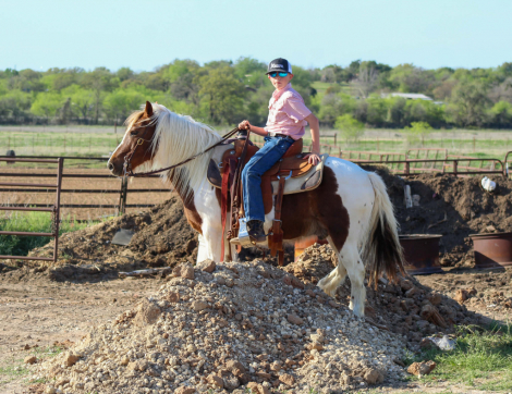 HorseID: 2308122 CANDY APPLE - PhotoID: 1092217