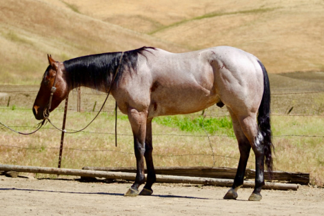 HorseID: 2308124 2 STEP - PhotoID: 1092218