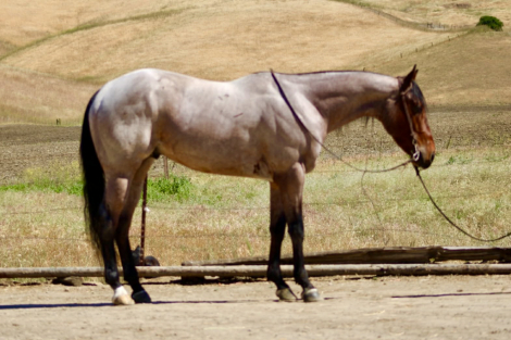 HorseID: 2308124 2 STEP - PhotoID: 1092219