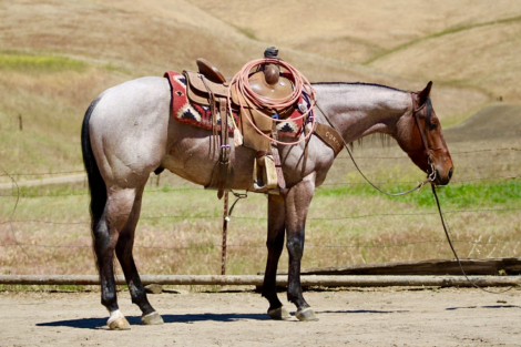 HorseID: 2308124 2 STEP - PhotoID: 1092220