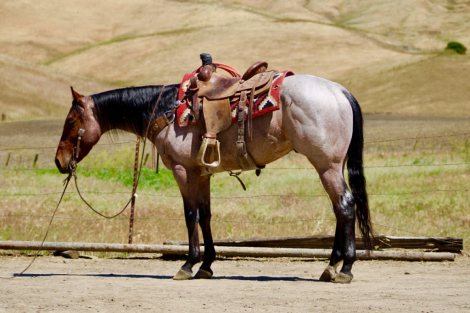 HorseID: 2308124 2 STEP - PhotoID: 1092221