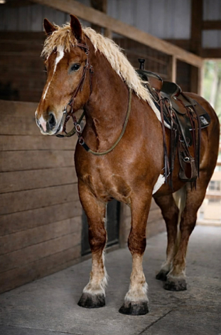 HorseID: 2308125 AXEL - PhotoID: 1092222