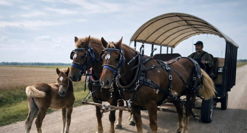 HorseID: 2308125 AXEL - PhotoID: 1092223