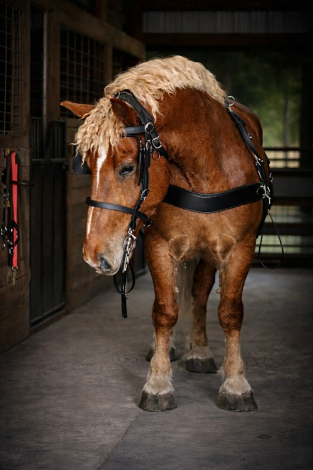 HorseID: 2308125 AXEL - PhotoID: 1092224