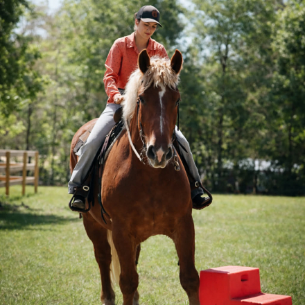 HorseID: 2308125 AXEL - PhotoID: 1092225