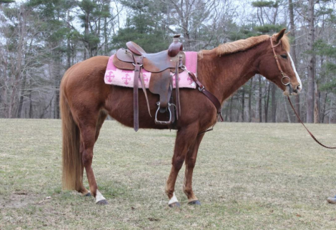 HorseID: 2308125 HEART - PhotoID: 1092222