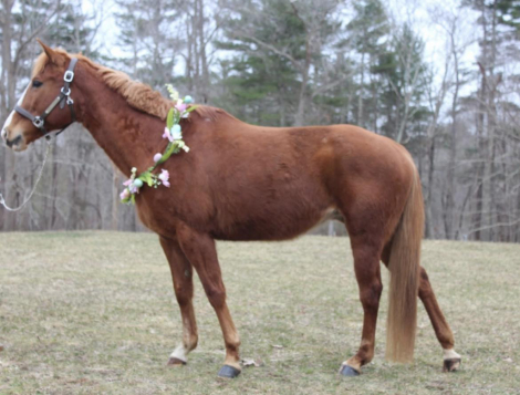 HorseID: 2308125 HEART - PhotoID: 1092223