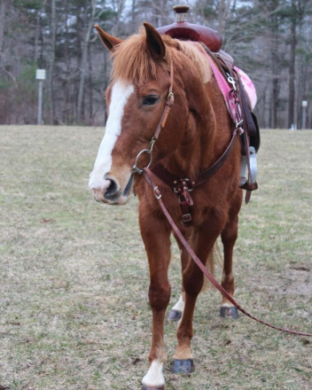 HorseID: 2308125 HEART - PhotoID: 1092224