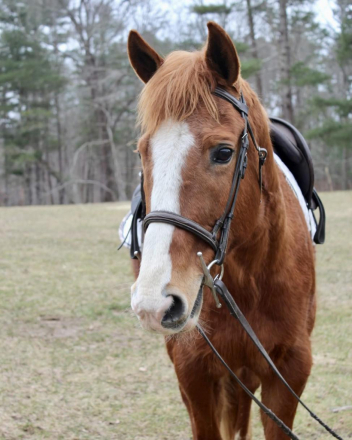 HorseID: 2308125 HEART - PhotoID: 1092225