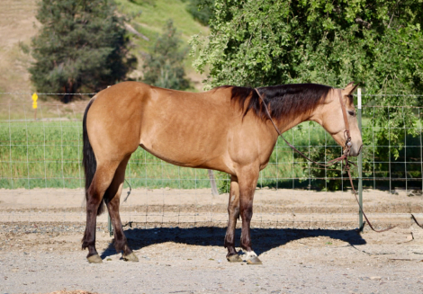 HorseID: 2308146 PRINCESS - PhotoID: 1092203