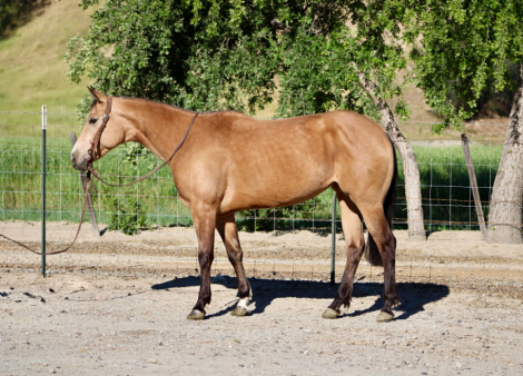 HorseID: 2308146 PRINCESS - PhotoID: 1092204