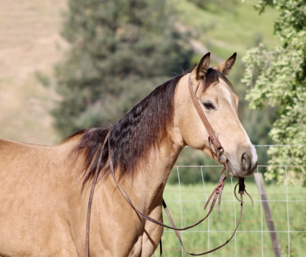 HorseID: 2308146 PRINCESS - PhotoID: 1092205