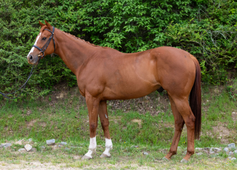 HorseID: 2308330 The After Party - PhotoID: 1092465