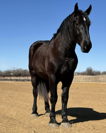 HorseID: 2308352 SLEEPY - PhotoID: 1092487