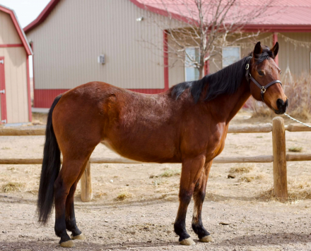 HorseID: 2308353 PETUNIA - PhotoID: 1092489