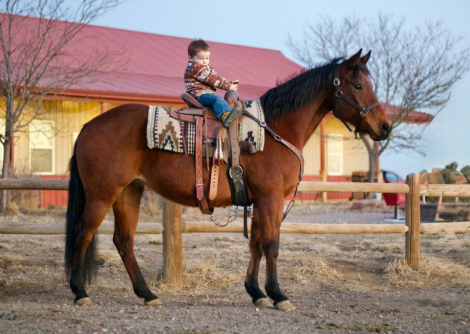 HorseID: 2308353 PETUNIA - PhotoID: 1092490