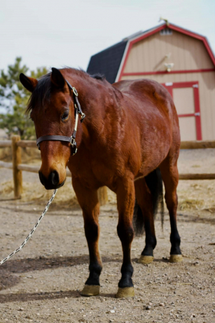 HorseID: 2308353 PETUNIA - PhotoID: 1092492