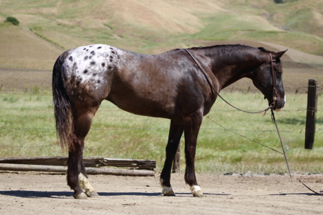 HorseID: 2308354 COMET - PhotoID: 1092493